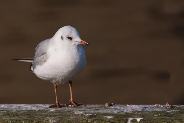 Black headed gull standing on a wooden beam — Stock Photo, Image