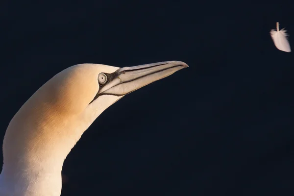Gannet regardant une plume — Photo
