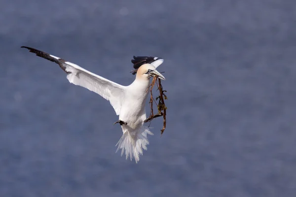Gannet volando con material de anidación en su pico — Foto de Stock