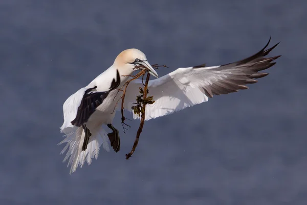 Gannet voando com material de nidificação em seu bico — Fotografia de Stock