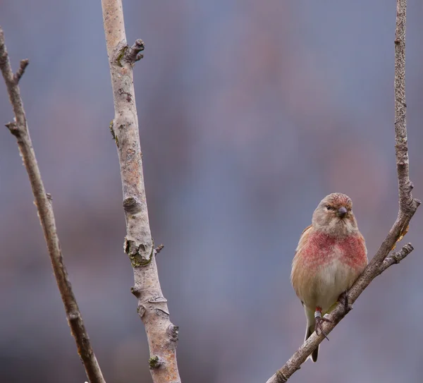 Male linnet in a tree — Stock Photo, Image
