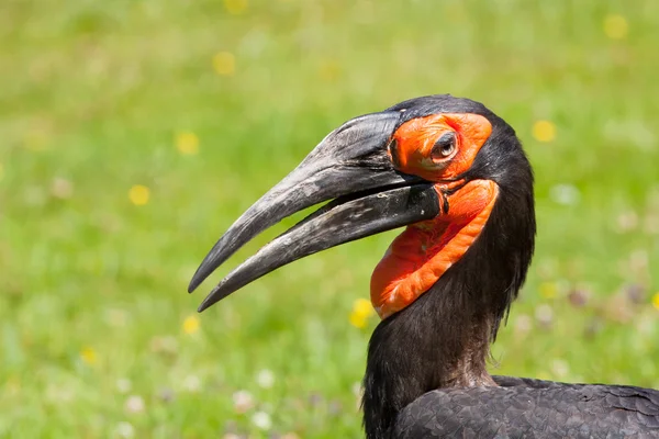 南方边角贝(Bucorvus leadbeateri)) — 图库照片