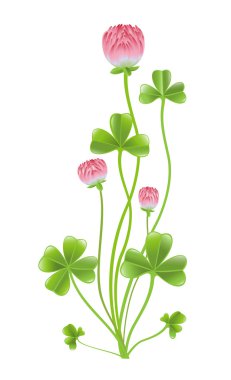 Clover isolated on the white background. clipart