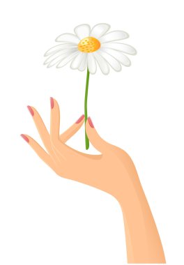 Female hand with camomile. Vector-Illustration clipart