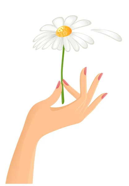Weibliche Hand mit Kamille. Vektor-Illustration — Stockvektor
