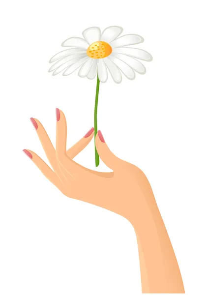 Weibliche Hand mit Kamille. Vektor-Illustration — Stockvektor