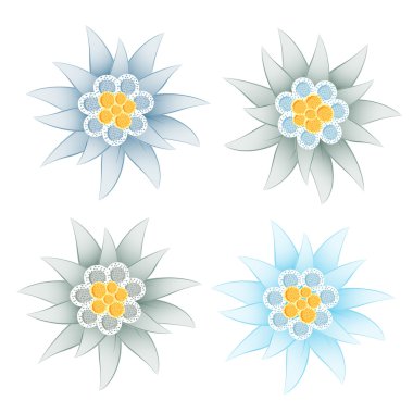 Edelweiss (Leontopodium alpinum) clipart