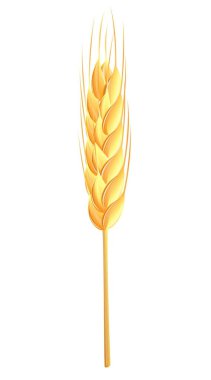 Wheat ear clipart