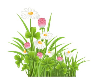 Green grass with clover and camomile flowers clipart