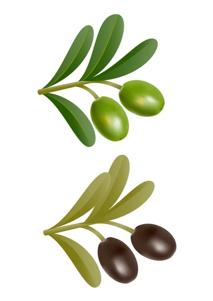 Duas azeitonas verdes e pretas em ramo com folhas — Vetor de Stock