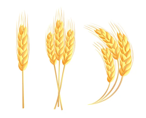 Uši pšenice — Stockový vektor