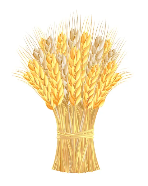 Sheaf of wheat ears — Stock Vector