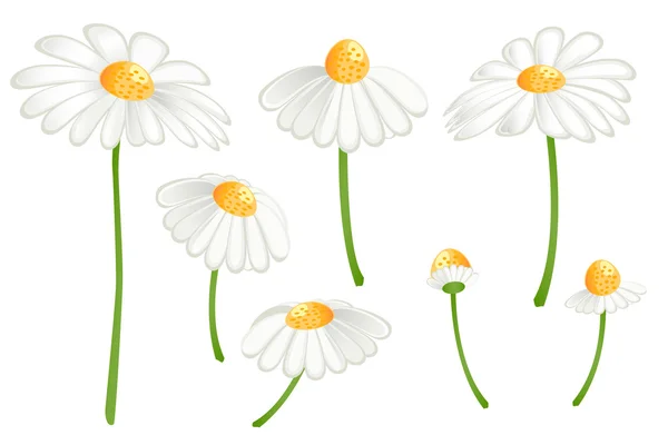 Conjunto de flores de manzanilla. Matricaria chamomilla — Vector de stock