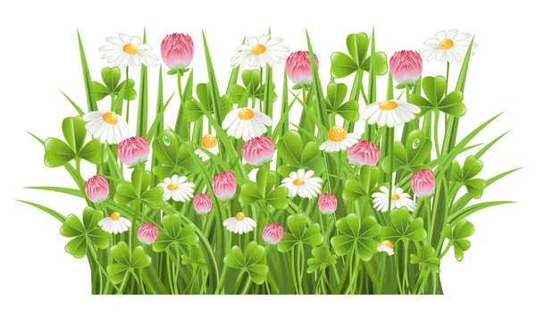 Herbe verte avec trèfle et fleurs de camomille — Image vectorielle