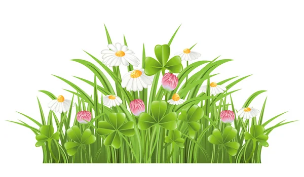 Groen gras met klaver en kamille bloemen — Stockvector