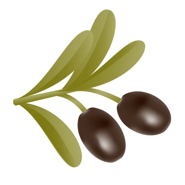 Deux olives noires sur la branche avec des feuilles — Image vectorielle