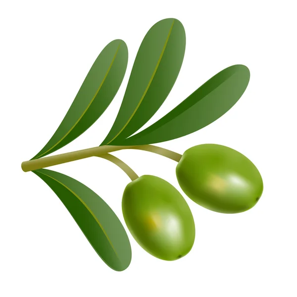 Deux olives vertes sur branche avec feuilles — Image vectorielle