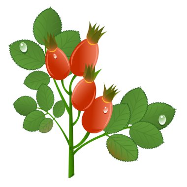 Branch of rose-hips on white background. Vector-Illustration clipart