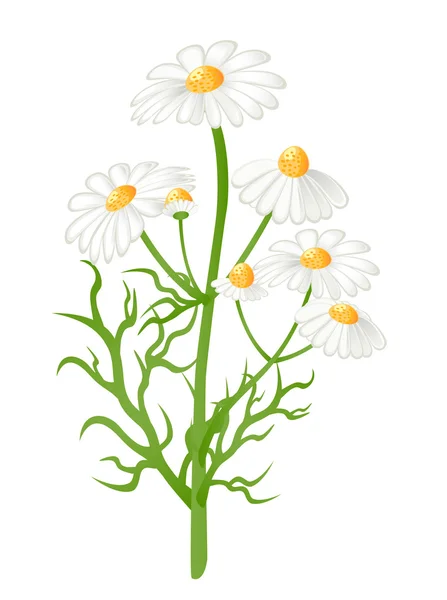 Flores de manzanilla. Vector-Ilustración — Archivo Imágenes Vectoriales