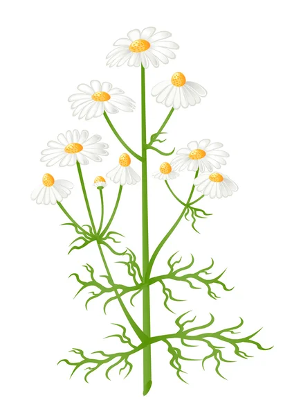 Papatya çiçekler. vektör çizim — Stok Vektör