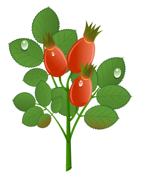 Tak van rozenbottels op witte achtergrond. vectorillustratie — Stockvector