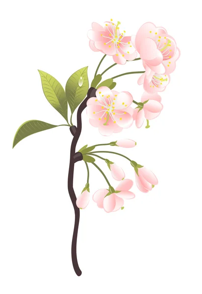 Árbol Sakura. Vector-Ilustración — Archivo Imágenes Vectoriales