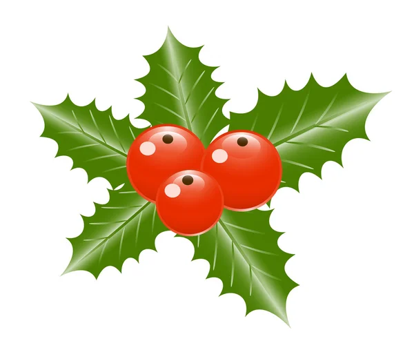Holly leaves and berries. Vector-Illustration — Stock Vector