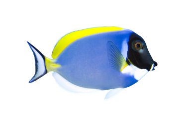 Tropical Fish Acanthurus leucosternon isolated on white clipart