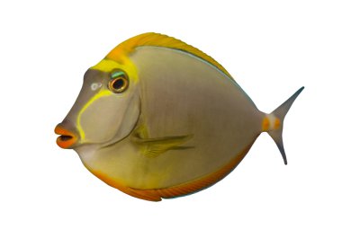 Tropical Fish Naso Tang isolated on white clipart