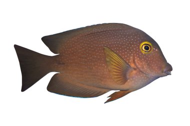 Tropical Fish Ctenochaetus truncatus isolated on white clipart