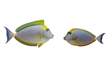 beyaz izole tropikal balık naso tang elegans