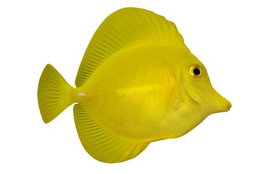 Tropical Fish Zebrasoma flavescens isolated on white clipart