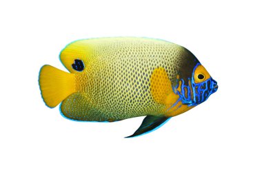 Tropical fish Pomacanthus xanthometopon isolated on white clipart