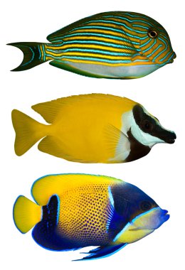 Üç tropikal balıklar beyaz izole