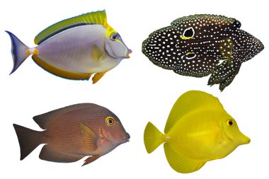 dört tropik balıklar beyaz izole