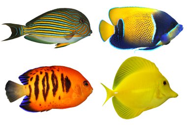 dört tropik balıklar beyaz izole