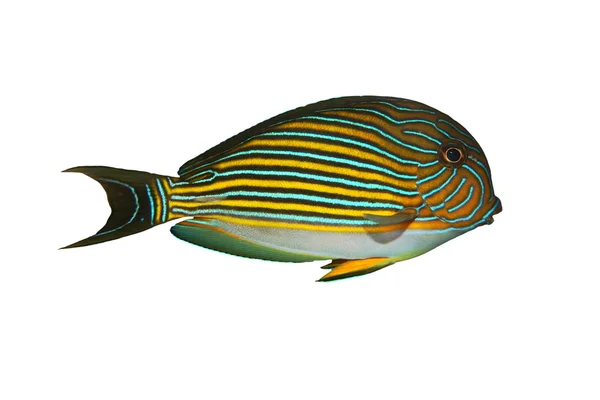 Elszigetelt fehér trópusi halak Acanthurus lineatus — Stock Fotó