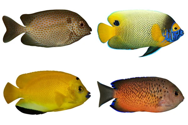 Τέσσερα τροπικά ψάρια που απομονώνονται σε λευκό — Φωτογραφία Αρχείου