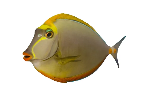 Tropikalna ryba naso tang na białym tle — Zdjęcie stockowe