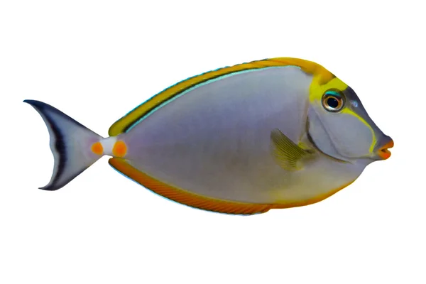 Trópusi hal Naso Tang Elegans elszigetelt fehér — Stock Fotó