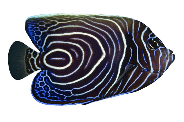 Tropische vissen pomacanthus rhomboides geïsoleerd op wit — Stockfoto
