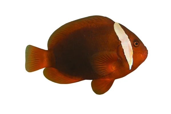 Trópusi hal Amphiprion melanopus elszigetelt fehér — Stock Fotó