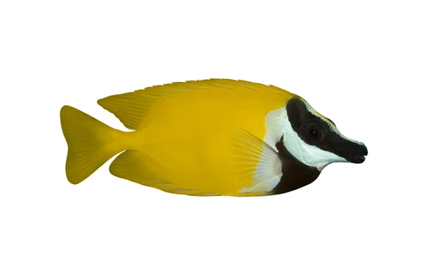 Τροπικά ψάρια siganus vulpinus απομονωθεί σε λευκό — Φωτογραφία Αρχείου