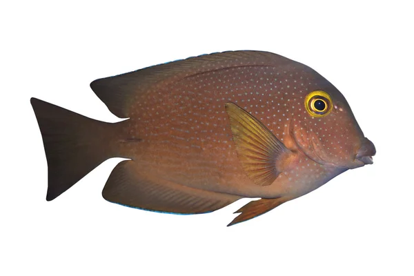 Τροπικά ψάρια ctenochaetus truncatus απομονωθεί σε λευκό — Φωτογραφία Αρχείου