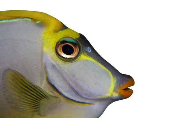 Tropische Fische naso tang close up isoliert auf weiß — Stockfoto