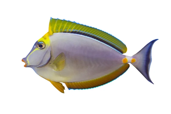 Peixes tropicais Naso Tang Elegans isolados em branco — Fotografia de Stock