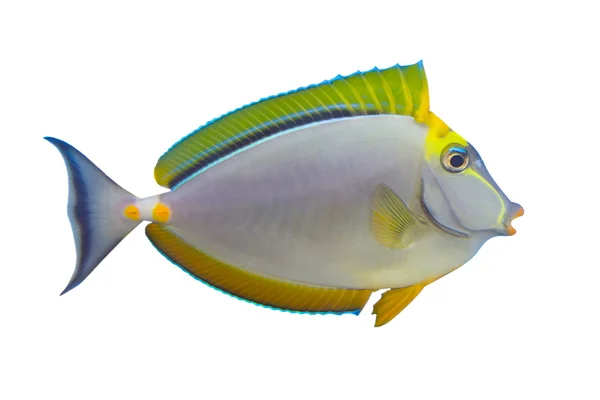 Peixes tropicais Naso Tang Elegans isolados em branco — Fotografia de Stock