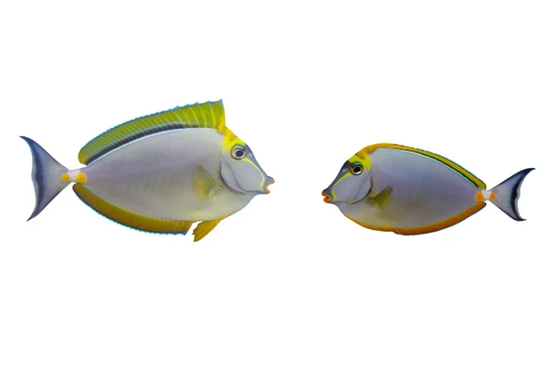 उष्णकटिबंधीय मासे पांढरा वर वेगळे नासो टांग एलिगन्स — स्टॉक फोटो, इमेज