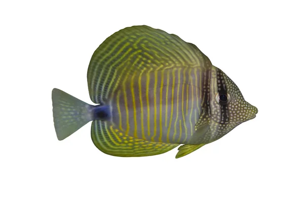Pesce tropicale Zebrasoma desjardinii isolato su bianco — Foto Stock