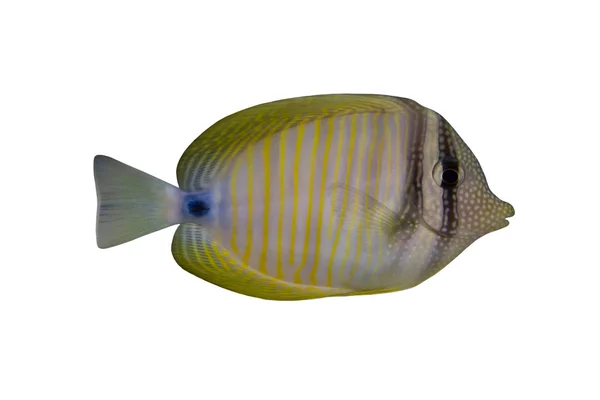 Pesce tropicale Zebrasoma desjardinii isolato su bianco — Foto Stock